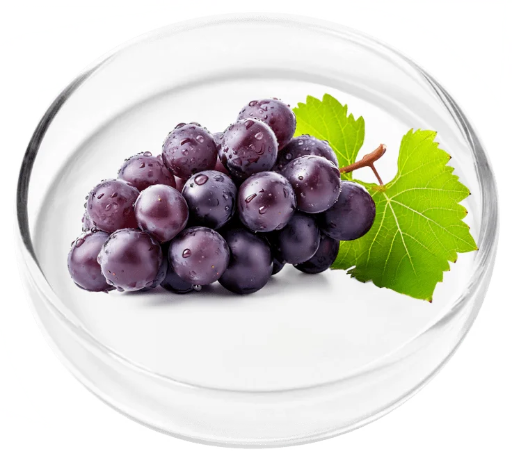 Vertigenics ingredient 6
