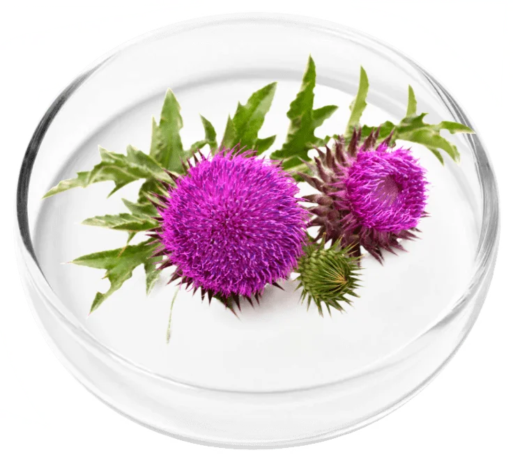 Vertigenics ingredient 7